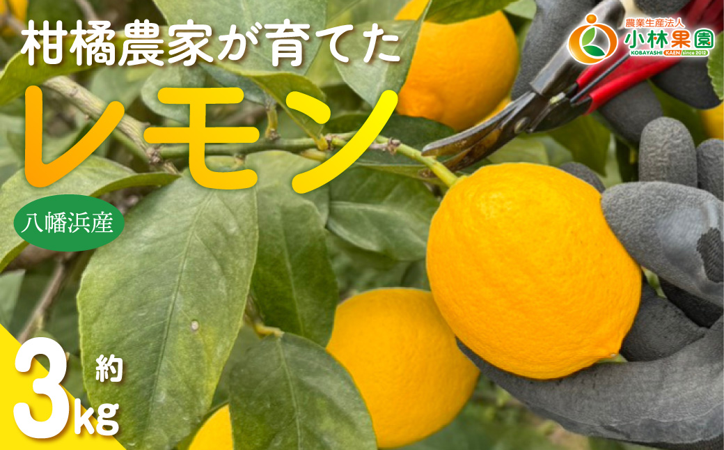 【先行受付】愛媛県八幡浜市産 柑橘農家が育てたレモン 約3キロ【C24-40】 YWTAD031