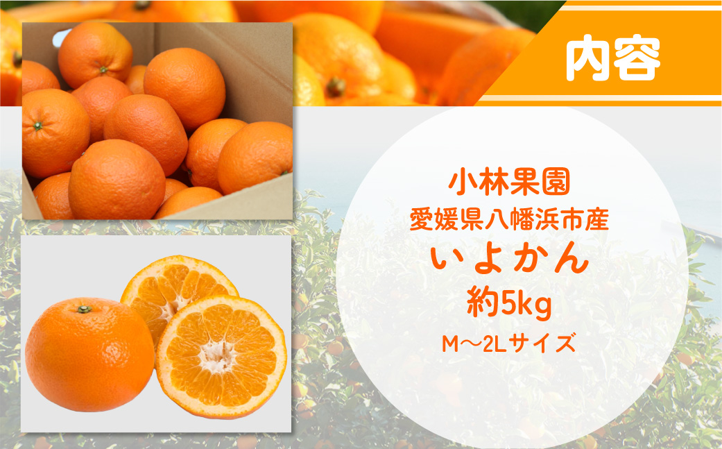 縲仙郁。悟女莉倥大ー乗棊譫懷恍縺ョ螳ョ蜀縺繧医°繧(邏5kg)縲燭24-19縲 YWTAD012