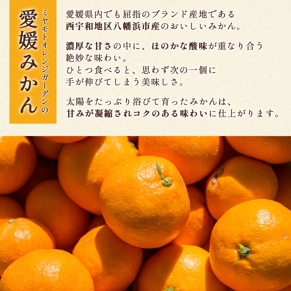 西宇和地区八幡浜産 愛媛みかん 贈答用 15個入り【C25-97】【1356897】 YWTAP048