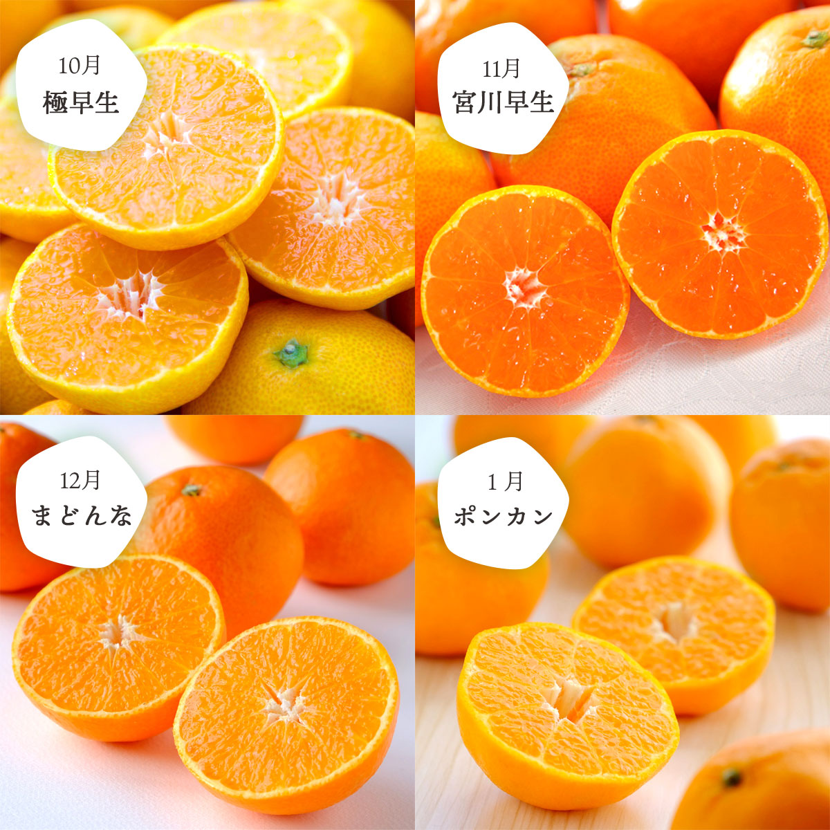 【発送月固定定期便】愛媛の人気品種を厳選! みかん定期便(秀品)全8回【H25-116】【4001037】 YWTAP059