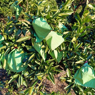 æå²ææš¹åãããšããçŽ2kgãC71-22ãã1598822ã