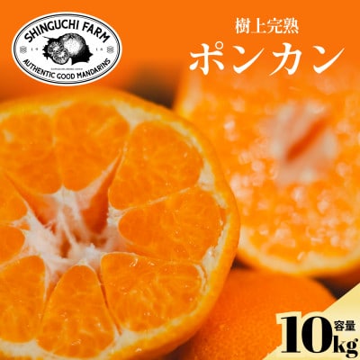 【甘味と酸味のバランスが絶妙】ポンカン 10kg 愛媛県産【G70-25】【1470663】