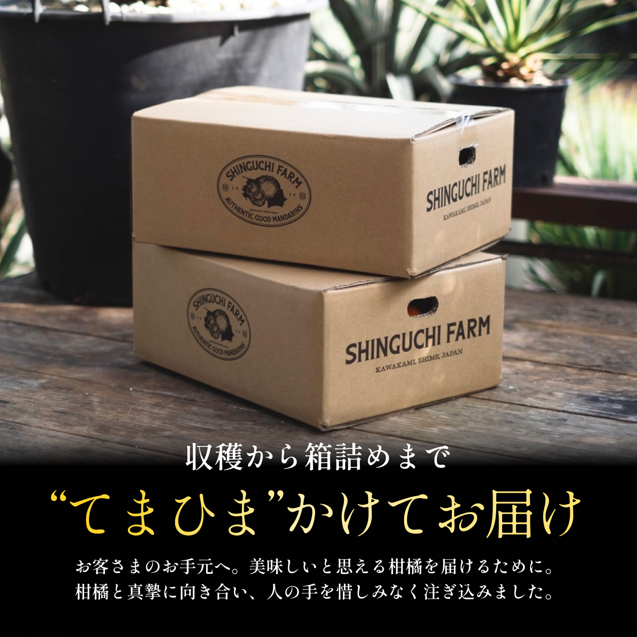【先行受付】【皮が薄くて種が少ない】璃の香グリーンレモン 3kg 愛媛県産【C70-50】【1550669】 YWTK050