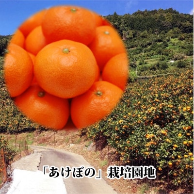 ããŸã蟲å é«ç³åºŠã¿ãã!ããããŒã®ããC39-11ããé
éäžå¯å°åïŒé¢å³¶ãã1491797ã