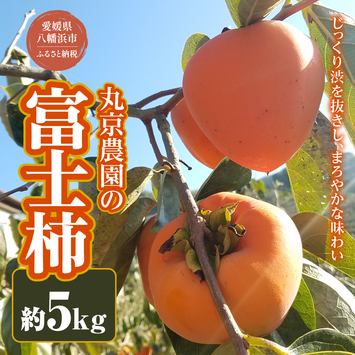 【先行受付】丸京農園 の 富士柿　5kg 【C72-1】【1328168】 YWTR001
