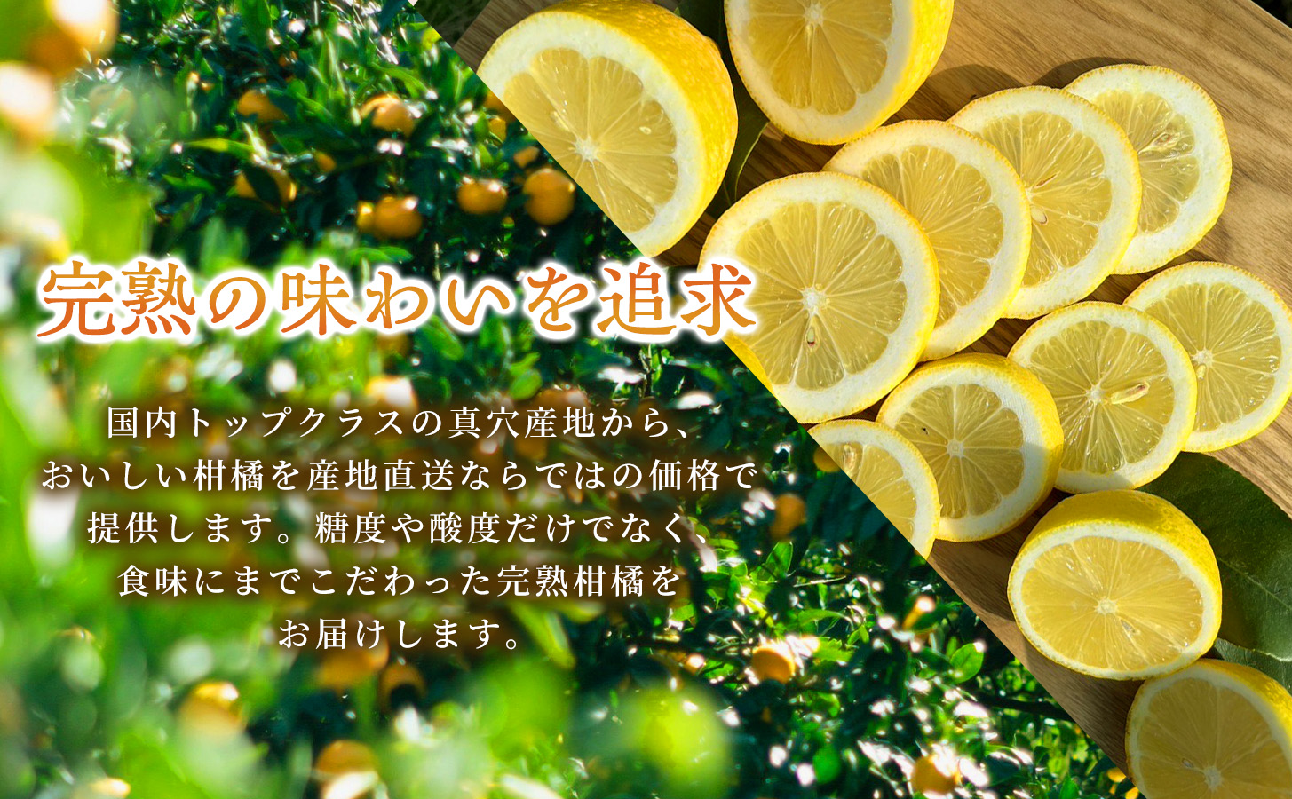 【定期便2ヶ月】【みかん本来の甘みを農家直送でお届け！】果汁たっぷり真穴産みかん 完熟みかん 5kg サイズ2S~S 1箱 全2回【98-21】YWTBU022
