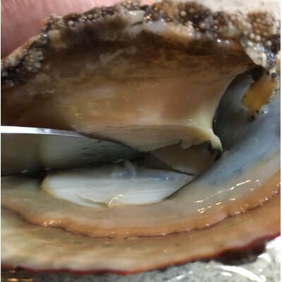 【2ヵ月毎定期便】隔月大型アワビ800gを全3回お届け!【H22-285】全3回【配送不可地域：離島・北海道・沖縄県】【4076446】