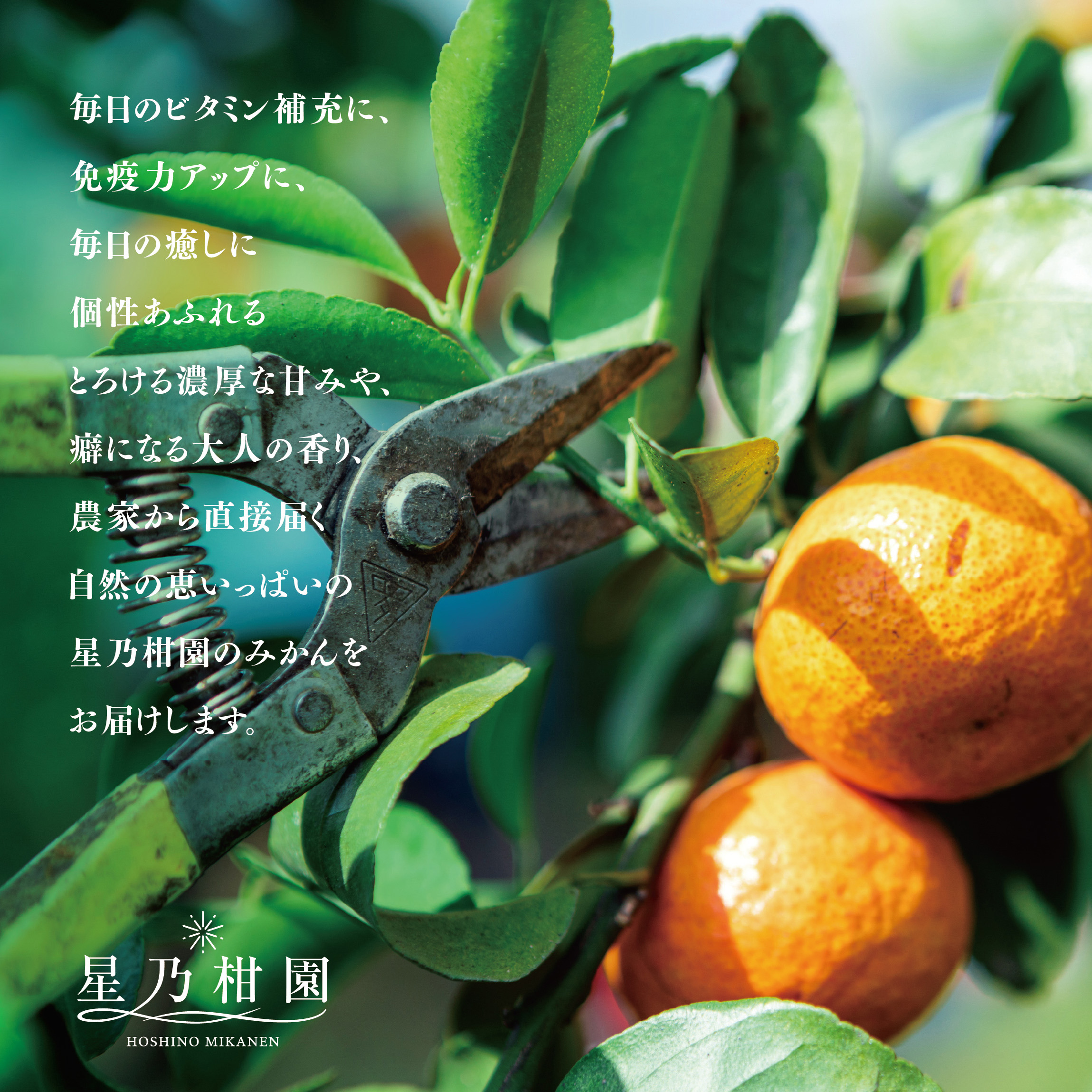 【訳あり】星乃みかん園の星乃みかん(5kg)【A45-98】【1650693】 YWTAZ060
