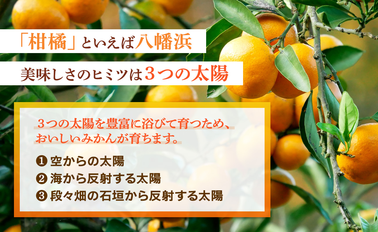 2027年2月〜順次出荷　柑橘の大トロ「せとか」約2kg 【C39-55】【配送不可地域：離島】【1462367】 YWTF030