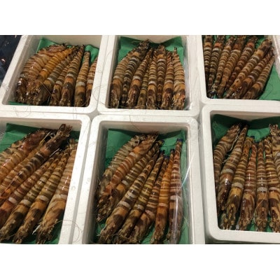 八幡浜発!竹中水産の『天然車海老大or中サイズ』やっぱり違う天然! 【H22-224】【配送不可地域：離島】【1051209】