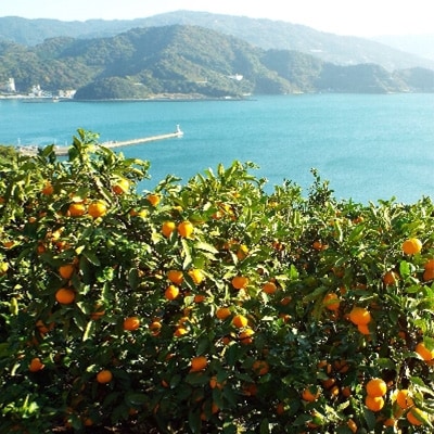 å°ææåã®ããšã&ã¯ããã»ãã(åçŽ2.5kgå
¥)ãC24-23ãã1124429ã