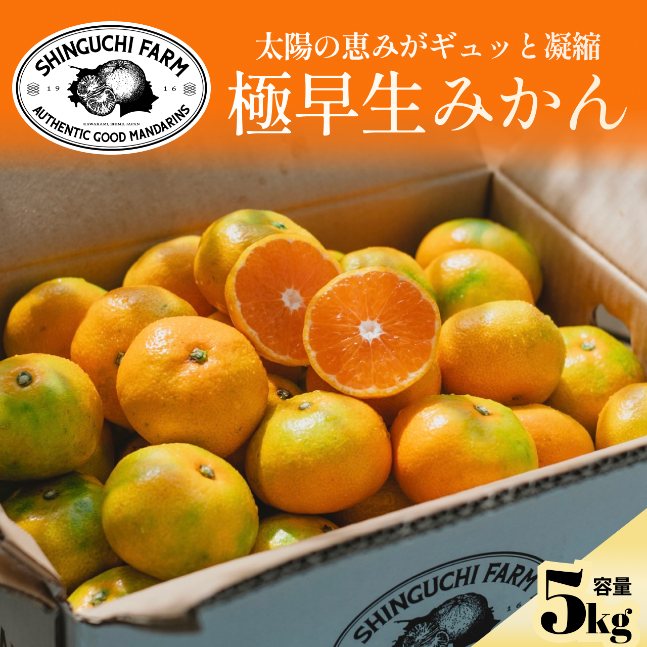 【小玉サイズ限定】五代目が厳選した極早生みかん5kg【愛媛県川上産】【C70-88】【1669130】 YWTK087