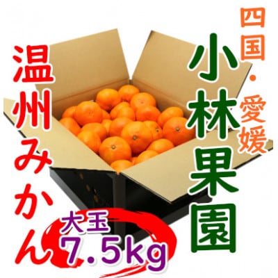 小林果園の温州みかん 約7.5kg　大玉サイズ【C24-33】【1519492】