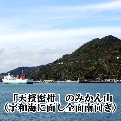 é©åºŠãªæœ®é¢šãããã倪éœå
ãç³å£ãæµ·ã®åå°å
ãæµŽã³ãŠè²ã£ãã倩æèæãçŽ5kgãC39-45ãã1243340ã