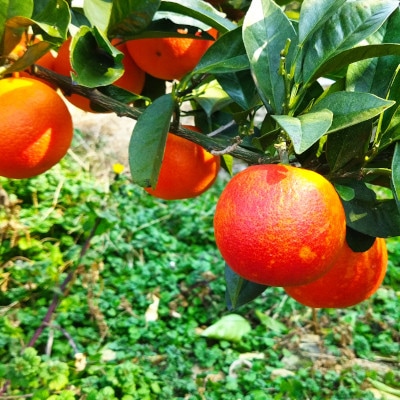 æåªã»å°ææåã®ãã©ãããªã¬ã³ãž çŽ2.8kgãC24-32ãã1519321ã