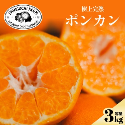 【甘味と酸味のバランスが絶妙】ポンカン 3kg 愛媛県産【C70-64】【1614988】