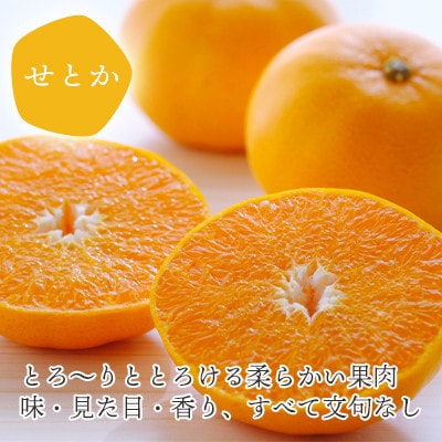 愛媛の高級柑橘 せとか寒天ゼリー12個セット【D25-19】【1255528】