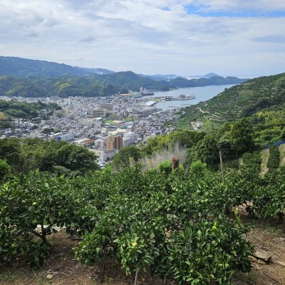 厳選品!! 横ちゃんちの早生みかん 約5kg【C84-5】【1552435】