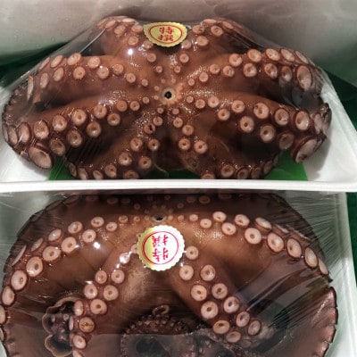 八幡浜発!竹中水産のたっぷり「浜茹で地蛸」三昧!1.5kg前後【F22-189】【配送不可地域：離島】【1043154】