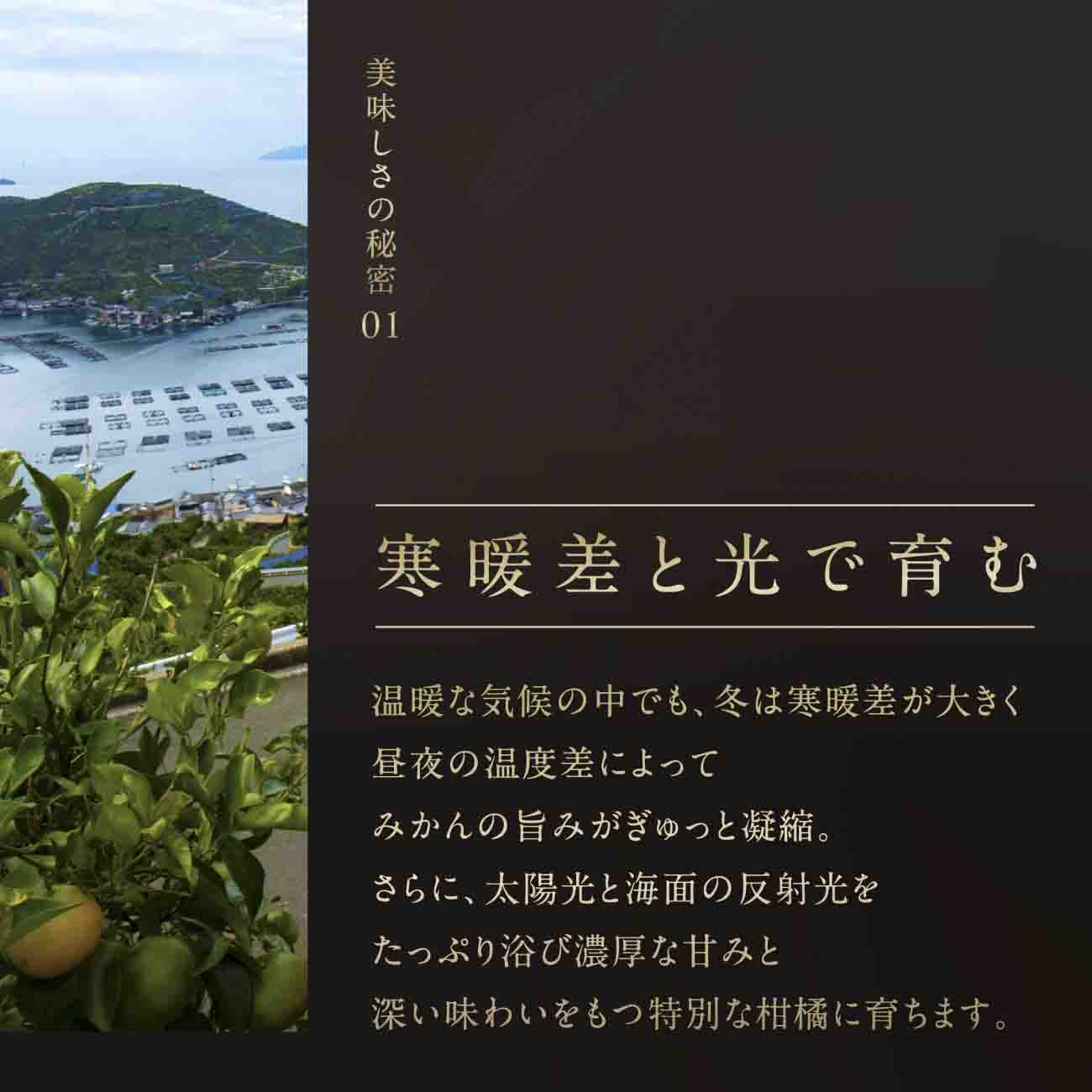 【三つ星ブランド】星乃みかんプレミアムシリーズ(3kg)【C45-94】【1625778】 YWTAZ056