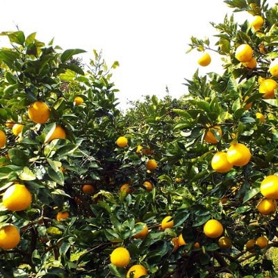 口いっぱいに広がる爽やかさ!「河内晩柑」約4kg(Mサイズ以上)【C28-11】【1076999】