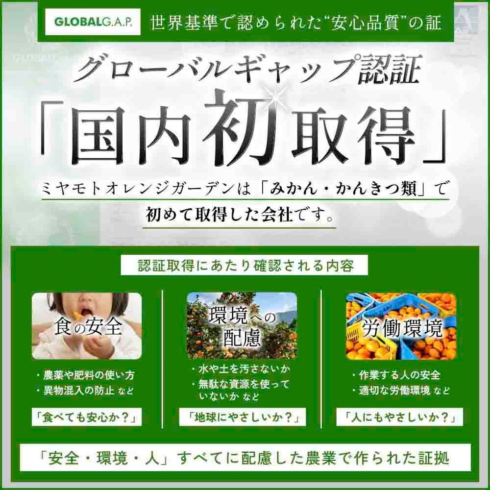【先行受付】 とろける濃厚果肉 せとか1.5kg 愛媛県八幡浜産【C25-210】【1612641】 YWTAP151