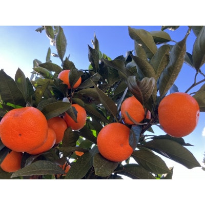 愛媛県八幡浜市産 早生みかん 5kg(梱包込)【C85-1】【1555515】