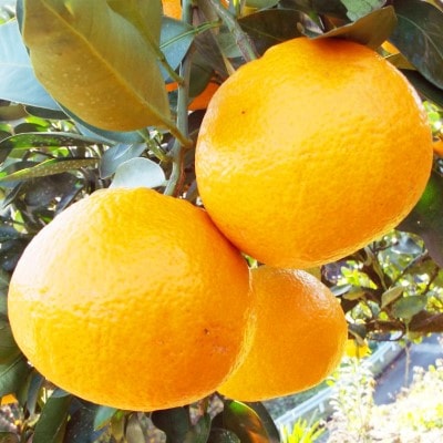 「熟成」八幡浜産いよかん約4kg【C28-6】【1122251】