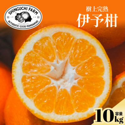 【太陽の恵みをギュッと凝縮】伊予柑10kg 愛媛県産【G70-13】【1470714】