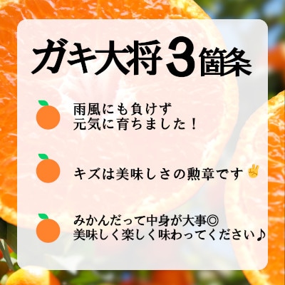 自然の恵み!「ガキ大将」3kg(L/Mサイズ)/日の丸みかん/ご家庭用/2箱セット【C79-15】【1452038】