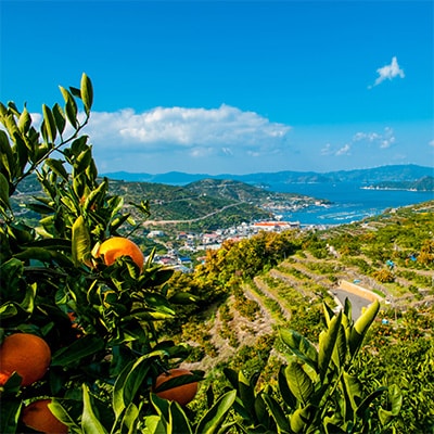 愛媛の柑橘4品種を厳選!旬のおすすめ みかん寒天ゼリー8本セット【C25-30】【1148321】