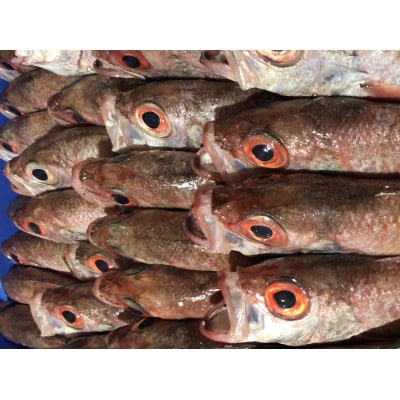 八幡浜発! 竹中水産の「ノドグロー匠の天日干し」1kg前後【H22-218】【配送不可地域：離島】【1045483】