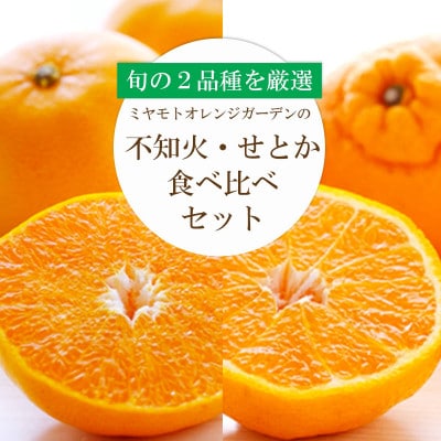 愛媛の人気2品種をセットに!せとか・不知火 食べ比べ【訳あり】【D25-195】【複数個口で配送】【4066396】