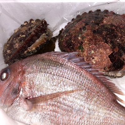 竹中水産の大きめ入り1kg前後「天然活きアワビ(鯛もしくはアジとセット) 」【H22-220】【配送不可地域：離島・北海道・沖縄県】【1043107】