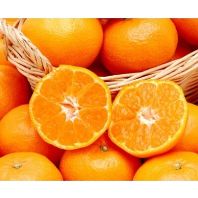 愛媛県八幡浜産 愛媛みかん10kg(早生)【F35-9】【配送不可地域：離島・北海道・沖縄県】【1492245】