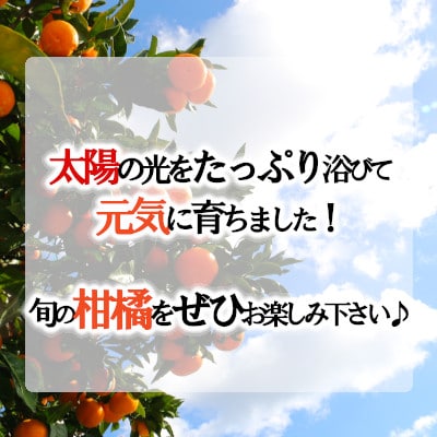 ãçæãœãããã5kg/2LãŸãã¯Lãµã€ãº/ãC79-22ãã1474166ã