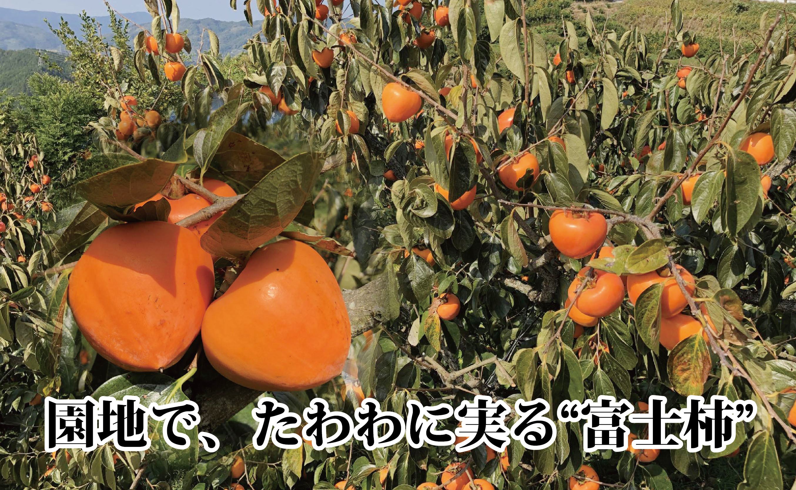 甘さにニッコリ日本最大級の柿「富士柿」約5キロ 【D39-15】【配送不可地域：離島・北海道・沖縄県】【1236930】 YWTF007