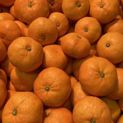 厳選品!! 横ちゃんちの早生みかん 約5kg【C84-5】【1552435】