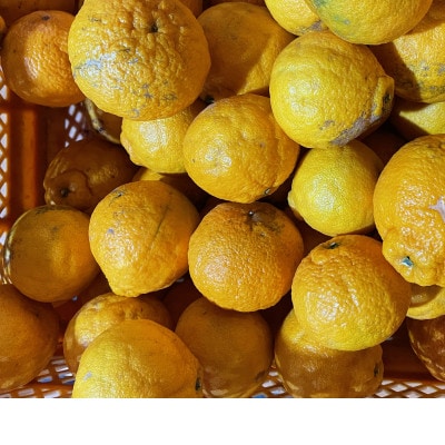 【訳あり】不知火(しらぬい)5kg【C21-52】【1677016】