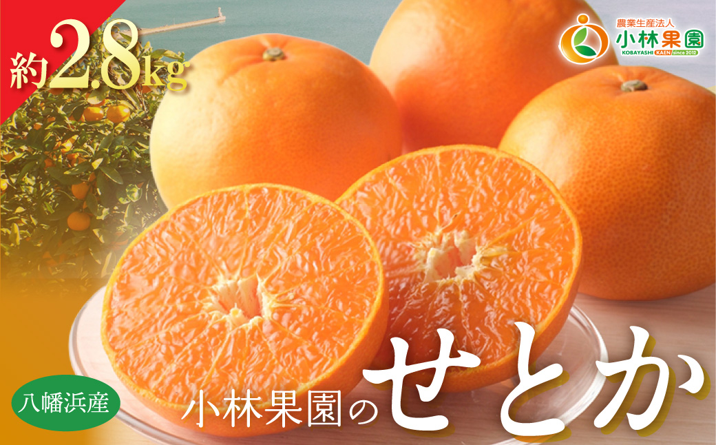 【先行受付】愛媛・小林果園のせとか 約2.8kg【C24-31】 YWTAD022