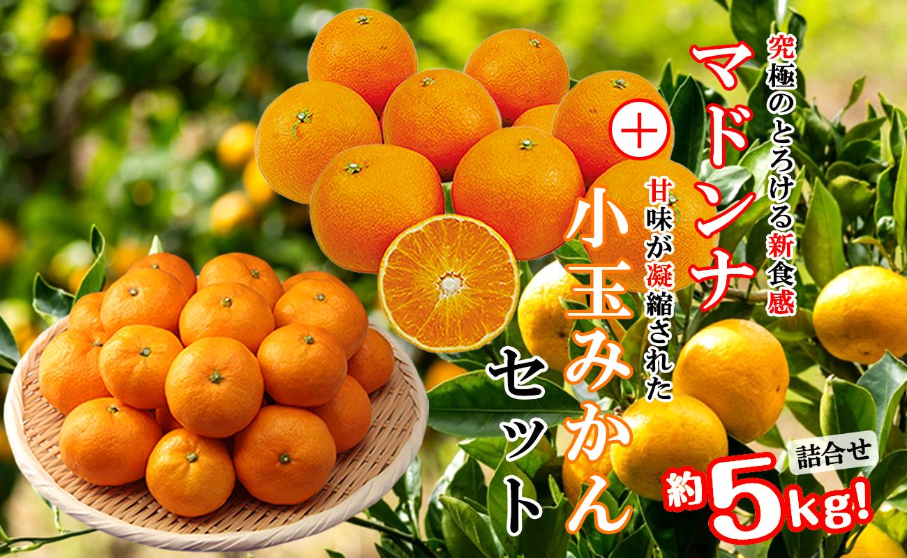 【先行受付】ぷるぷる新食感!「マドンナ」+濃厚!「小玉みかん」約5kg【D39-32】【1252242】 YWTF014