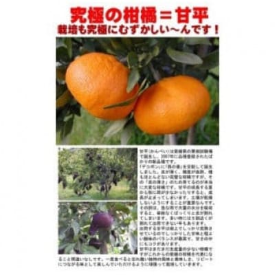 はちきれんばかりの果肉がぎっしり!愛媛県八幡浜産・甘平5kg【訳あり】【E35-16】【配送不可地域：離島・北海道・沖縄県】【1492238】