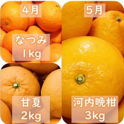 【発送月固定定期便】愛咲果樹園「9種の柑橘定期便」(1月〜5月)【H71-32】全5回【4069714】