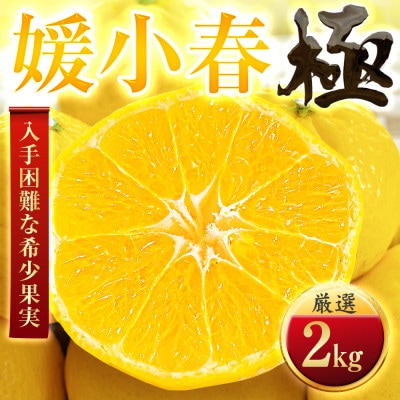 【太陽をたっぷり浴びた】媛小春(ひめこはる)【極】2kg【D49-98】【1623959】