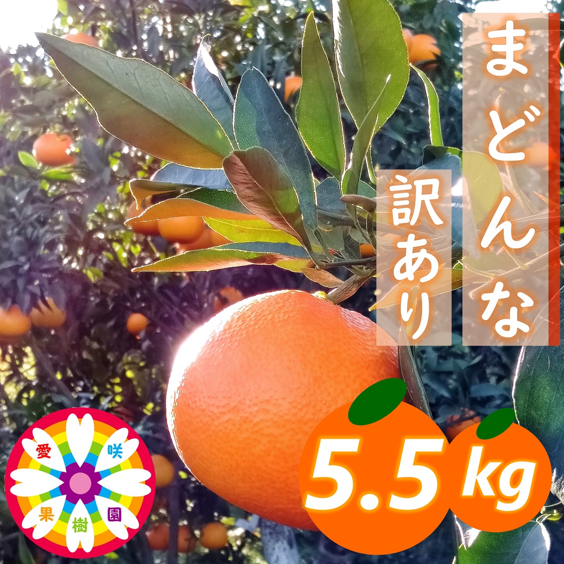 【先行受付】愛咲果樹園「まどんな」訳あり 約5.5kg【71-65】YWTS048