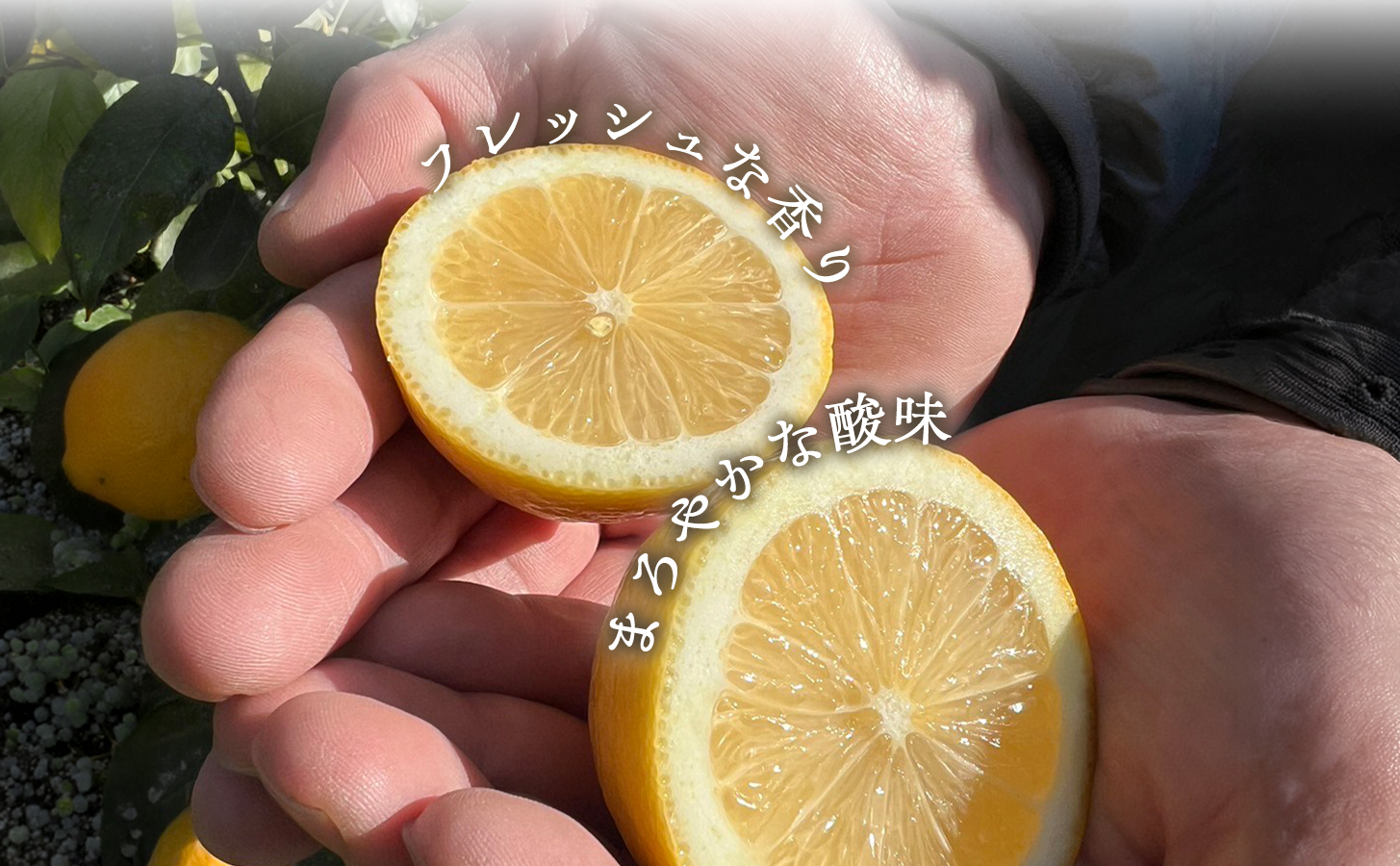 縲仙郁。悟女莉倥代宣亟閻仙王繝サ繝ッ繝繧ッ繧ケ荳堺スソ逕ィ縺ァ螳牙ソ縲醍悄遨エ逕」蝨ー逶エ騾√ョ繝ャ繝「繝ウ 5kgテ2邂ア(2L繧オ繧、繧コ螟ァ邇)縲触98-11縲代1711284縲 YWTBU011