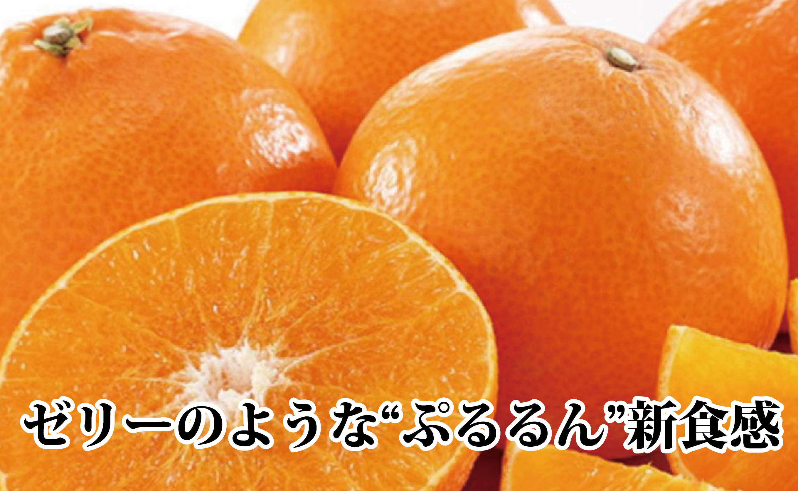 【先行受付】ギフト対応化粧箱入・上杉農園のぷるぷる新食感!「マドンナ」約2kg【C39-50】【1450439】 YWTF025
