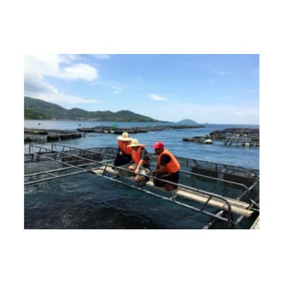 【八幡浜ふるさと体験型(2名様分)】宇和海漁師直伝!養殖餌やり&船釣り体験【G59-4】【1492875】