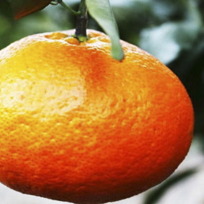 【先行受付】愛媛の“三大高級柑橘”の一つ!「甘平(かんぺい)」約3.5kg入【訳あり】【C28-23】【配送不可地域：離島】【1046128】 YWTN016