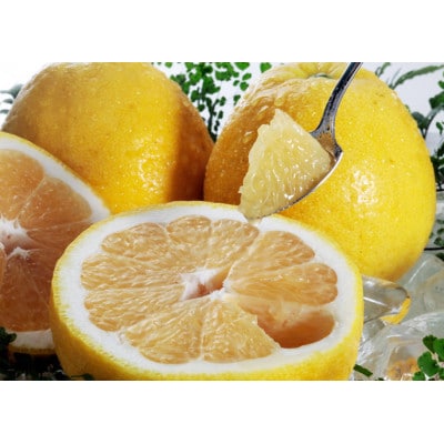 八幡浜産・河内晩柑10kg【訳あり】【D56-53】【配送不可地域：離島】【1508531】